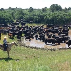 Meet your Posher, Braxton